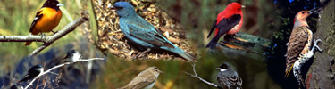Collage of songbirds that can be seen along the Trail.